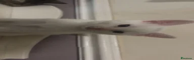 Tiny