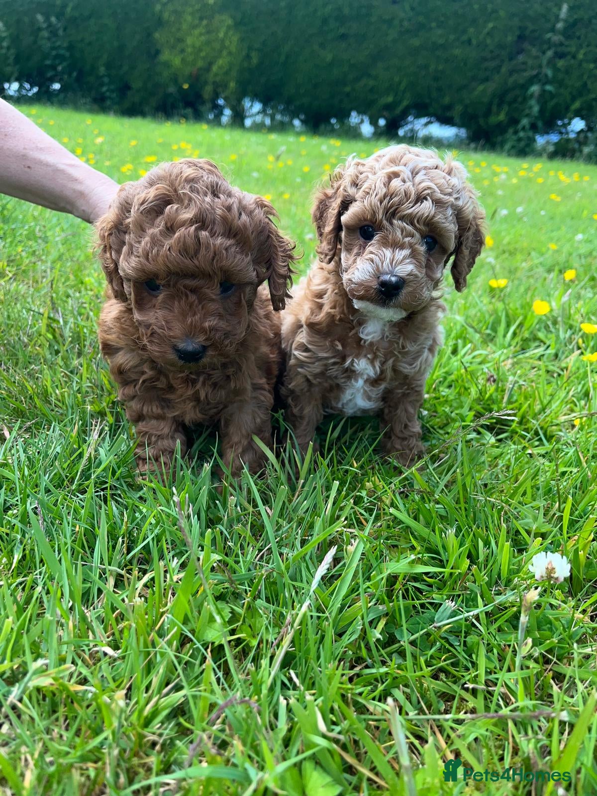 Toy Poodle dogs TOY POODLE PUPPIES  - Advert 5