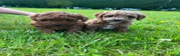 Toy Poodle dogs for sale: TOY POODLE PUPPIES  in Omagh - Advert 1