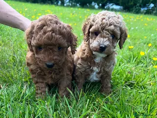 Toy Poodle dogs TOY POODLE PUPPIES - Advert 10