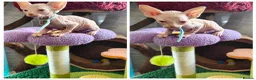 Sphynx cats for sale: Canadian Sphynx Tica registered,Blue eyes. - Advert 35