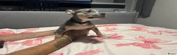 Mixed Breed dogs for sale: Beautiful boy  - Advert 3