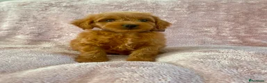 Cockapoo 3