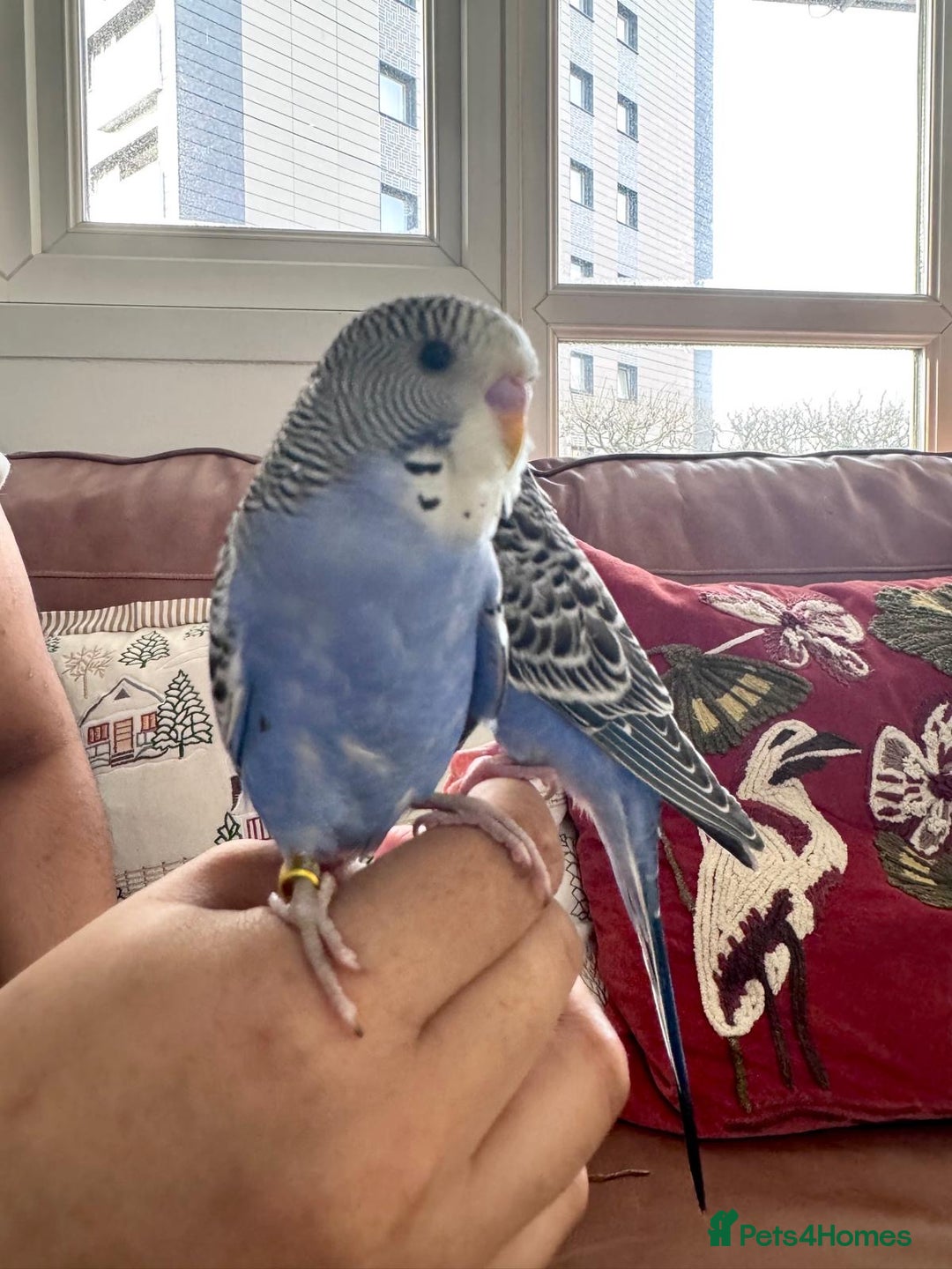 Budgerigars birds for sale: TCB, BW, Spilt BF ,spilt helicopter baby budgies  - Advert 5