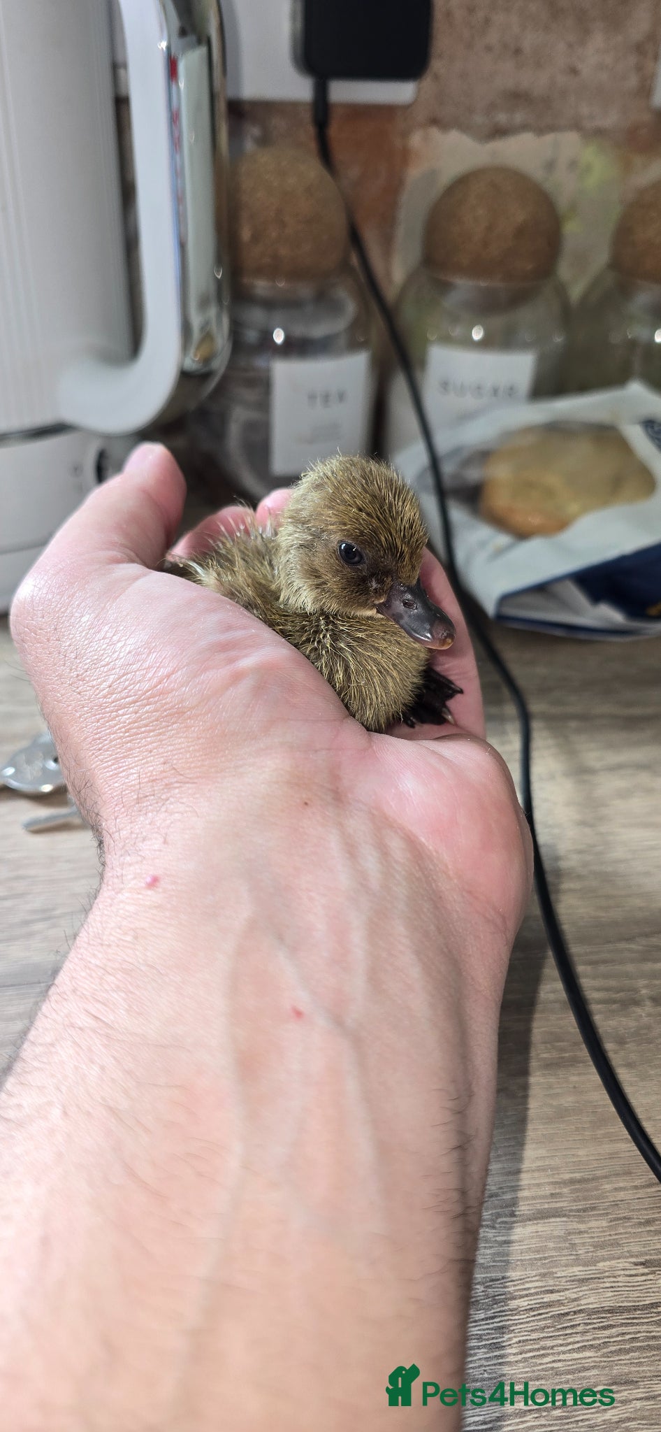 Ducks poultry Khaki Campbell Ducklings – Quality Bloodlines!  - Advert 1