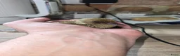 Ducks poultry for sale: Khaki Campbell Ducklings – Quality Bloodlines!  - Advert 1