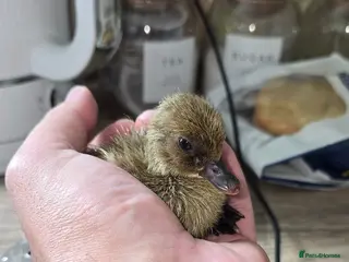 Ducks poultry for sale: Khaki Campbell Ducklings – Quality Bloodlines! - Advert 3