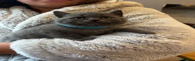 British Shorthair Kitten blue