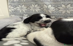 Sprocker dogs for sale: Extensively Health Tested Puppies - Image 21