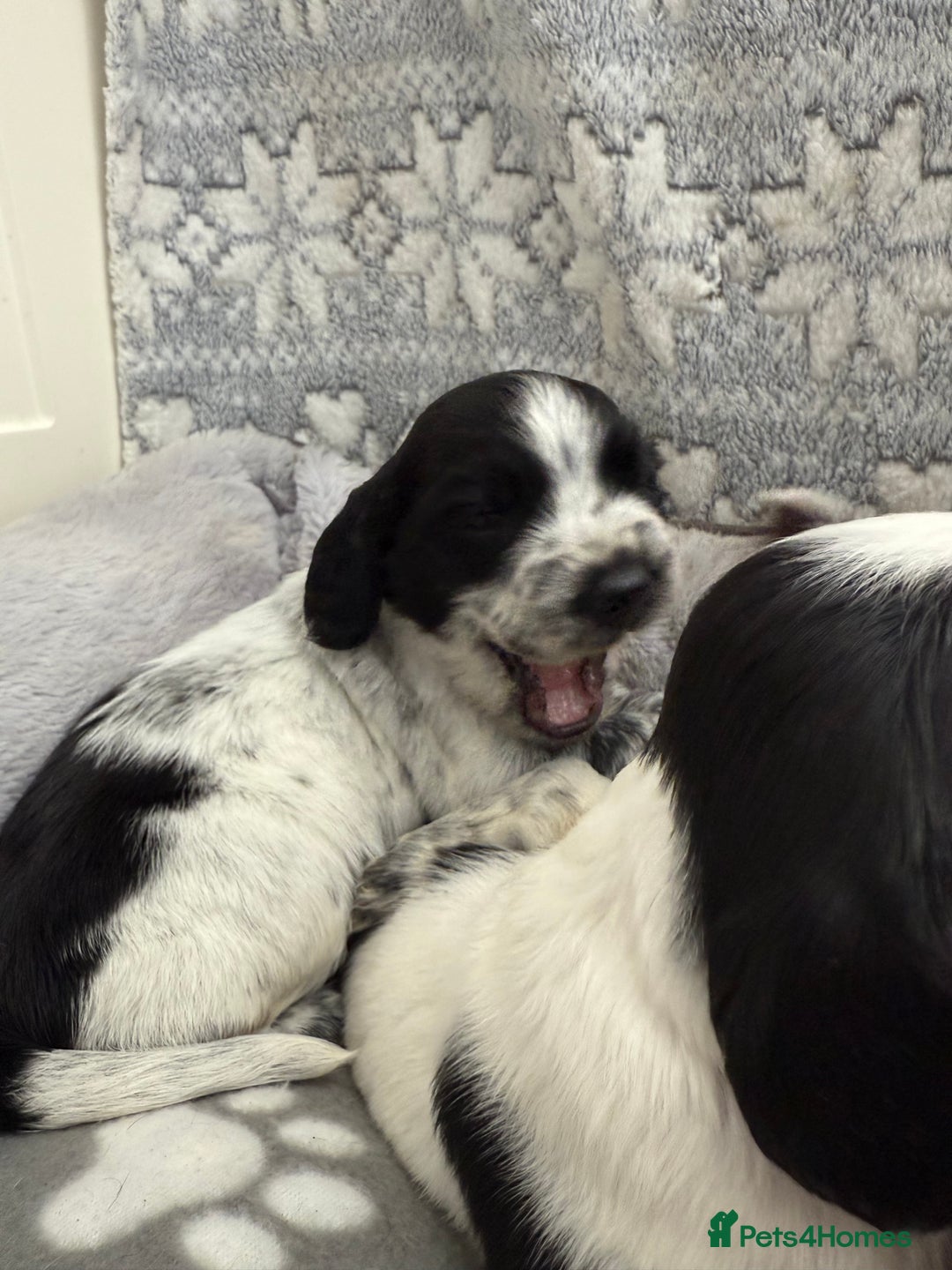 Sprocker dogs for sale: Extensively Health Tested Puppies - Image 21