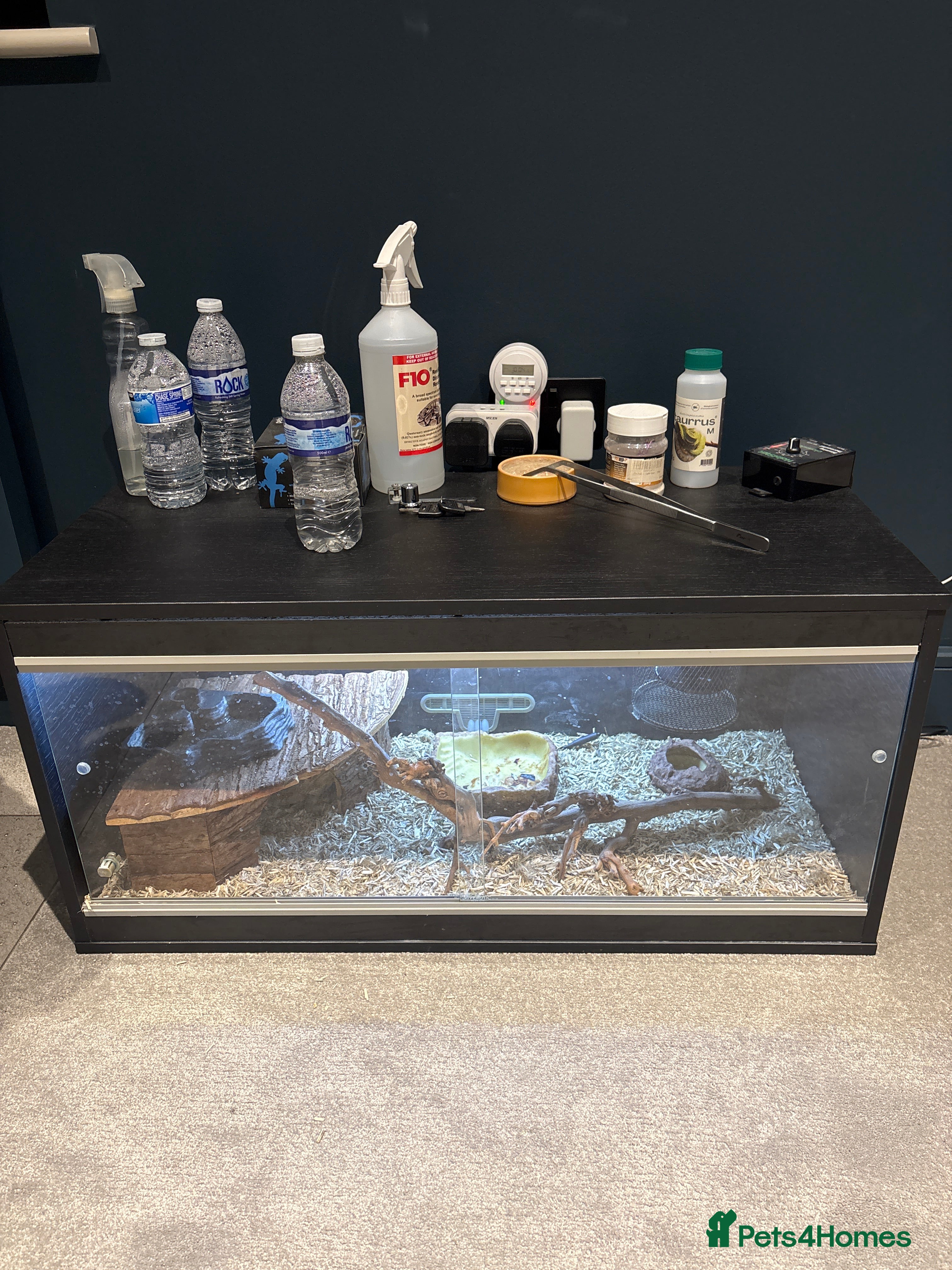 Bearded Dragon reptiles Drako - Bearded Dragon - Full Set / Kit - Advert 15