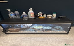 Bearded Dragon reptiles for sale: Drako - Bearded Dragon - Full Set / Kit - Image 1