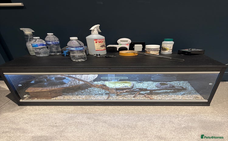 Bearded Dragon reptiles - Advert 3