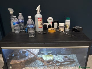 Bearded Dragon reptiles for sale - Advert 1