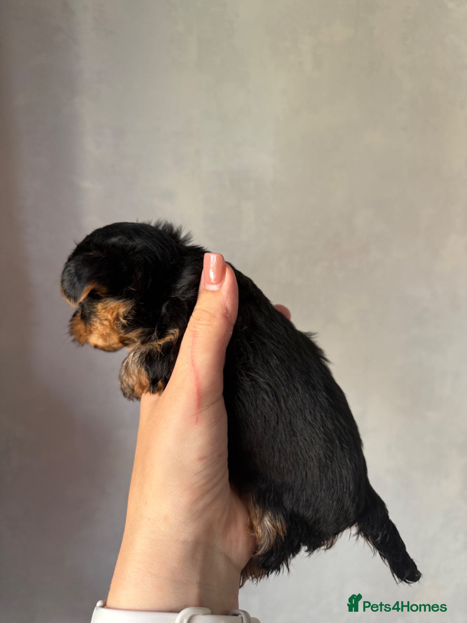 Yorkshire Terrier dogs for sale: Mini Yorkshire terrier 2kg  - Advert 4