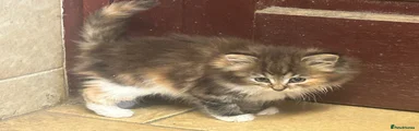 Mixed Breed Kitten 3