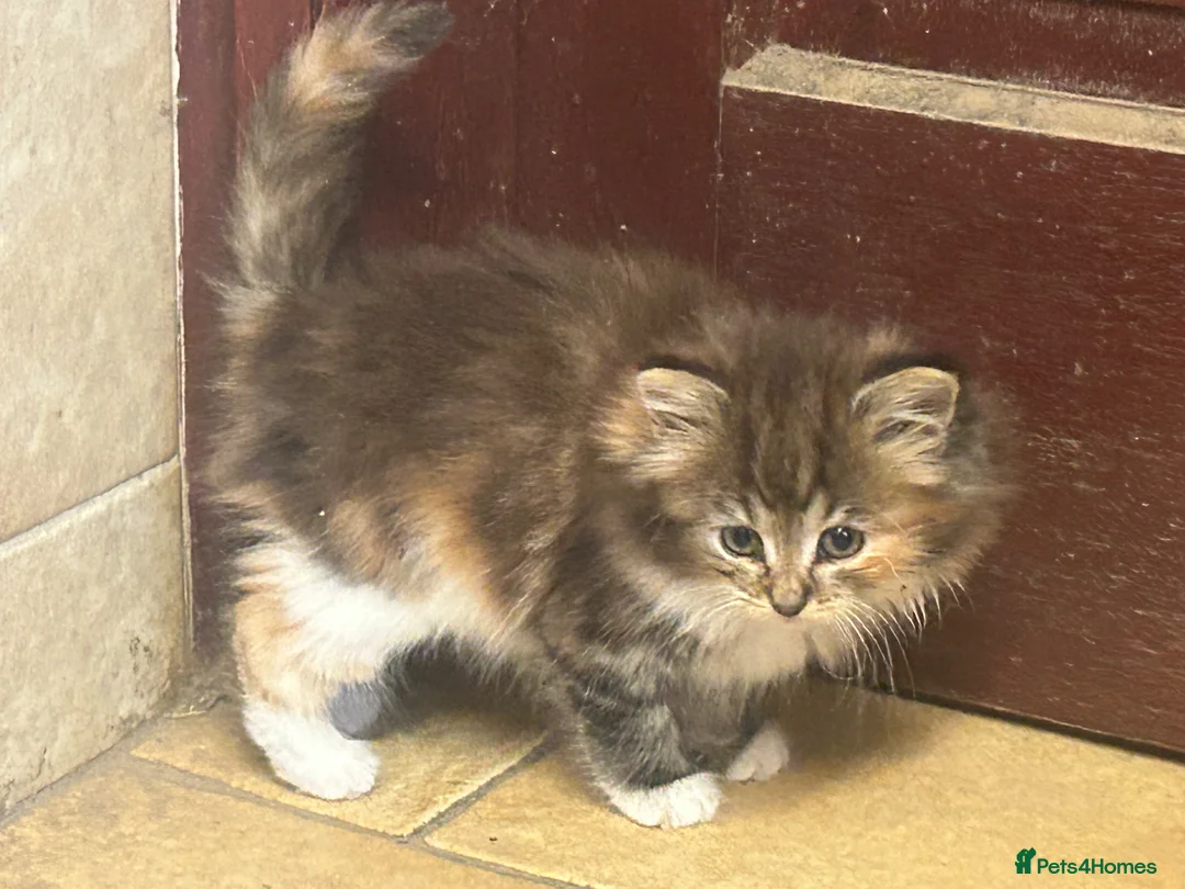 Mixed Breed cats for sale: Beautiful long haired kittens  - Advert 2