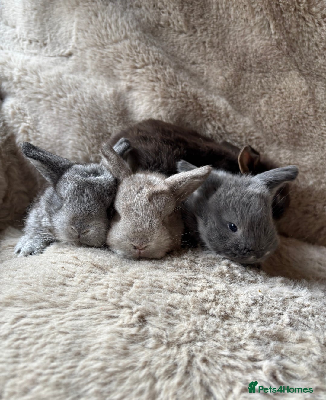 French Lop rabbits for sale: 4 beautiful French lops  - Advert 1