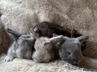 French Lop rabbits 4 beautiful French lops - Advert 2