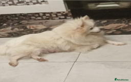 Pomeranian dogs for sale: Pomeranian puppies - Image 4