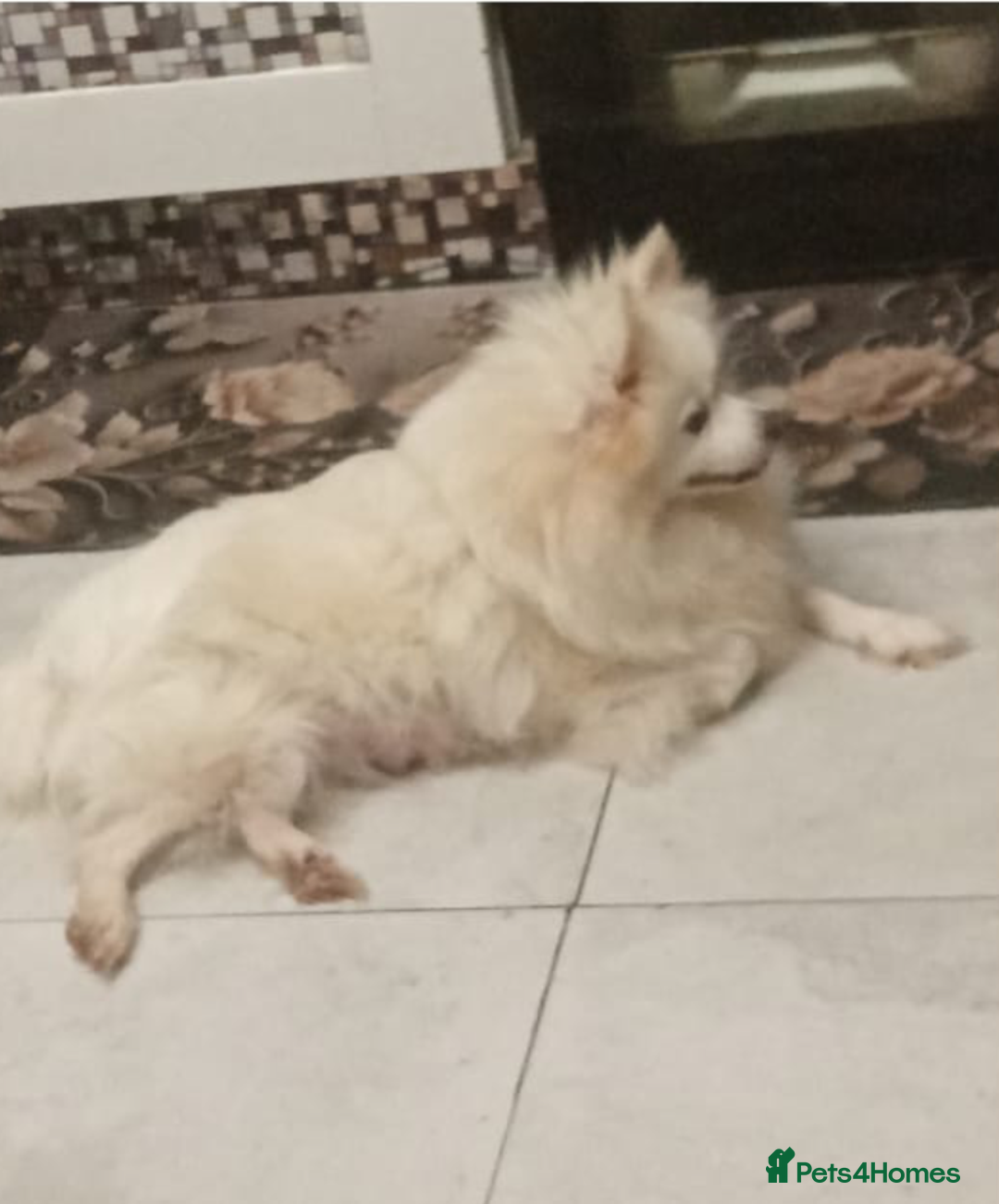 Pomeranian dogs for sale: Pomeranian puppies - Image 4