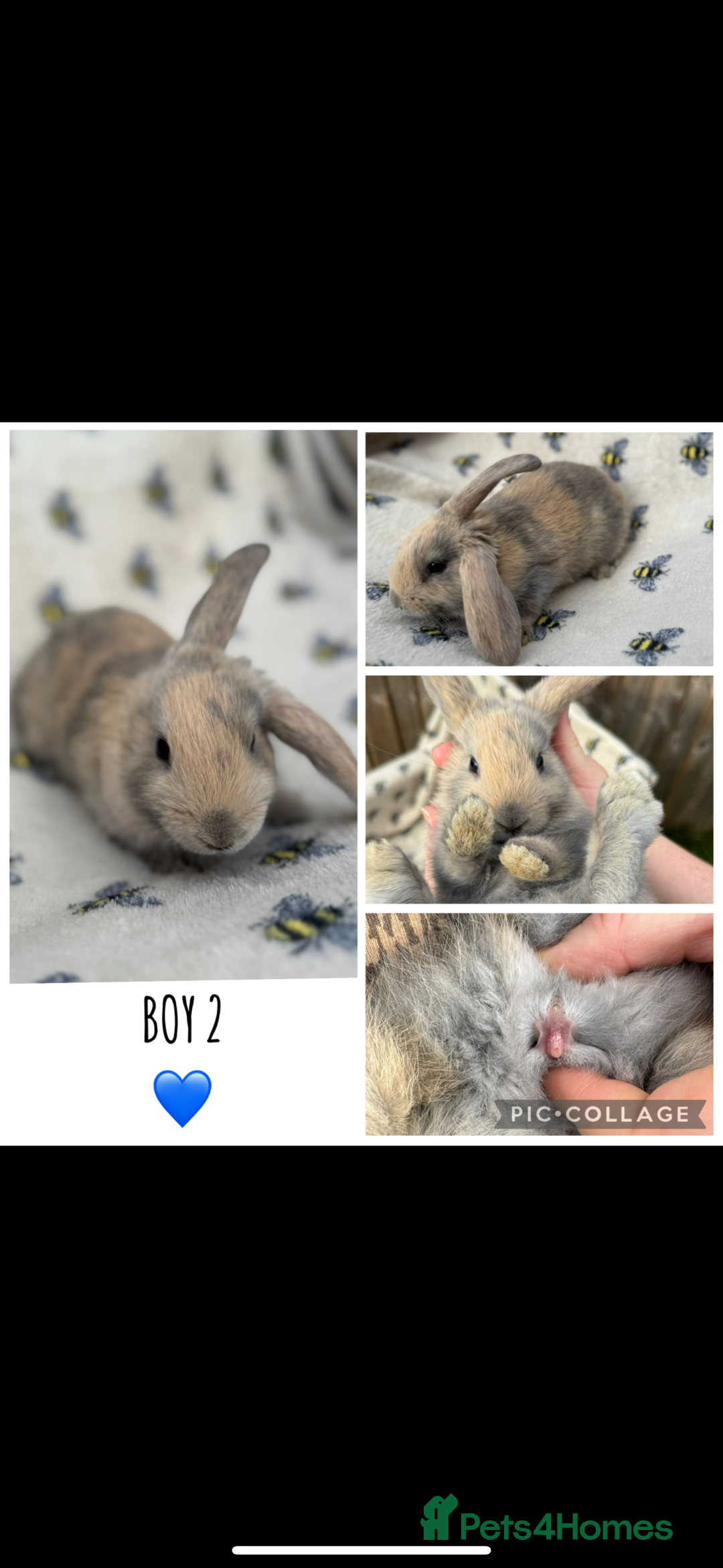 Mini Lop rabbits for sale: 6 MIXED SEX HOLLAND LOPS  - Image 5