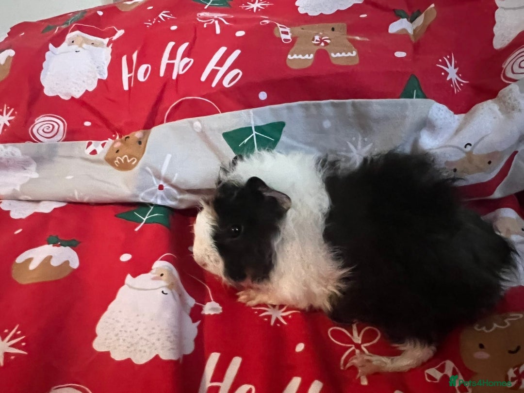 Guinea Pig rodents for sale: Mixed baby guinea pigs  - Advert 11