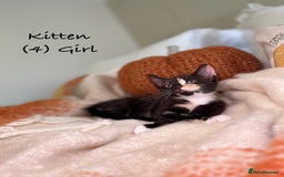 Mixed Breed cats for sale: Stunning kittens 8 weeks old ready now  - Image 16