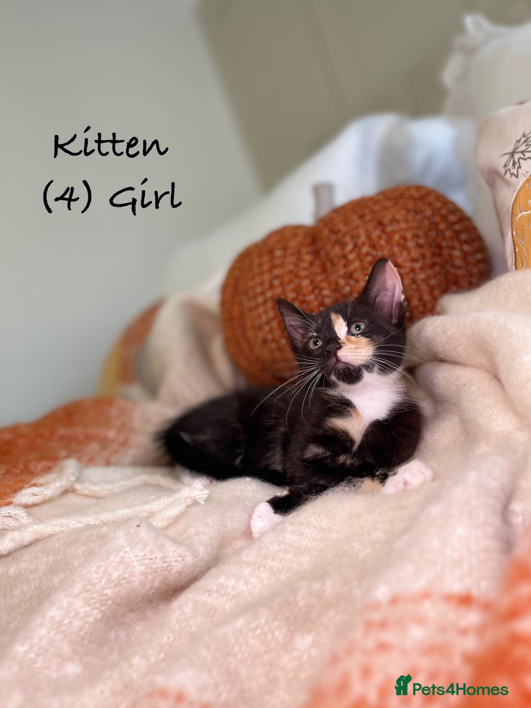 Mixed Breed cats for sale: Stunning kittens 8 weeks old ready now  - Image 16