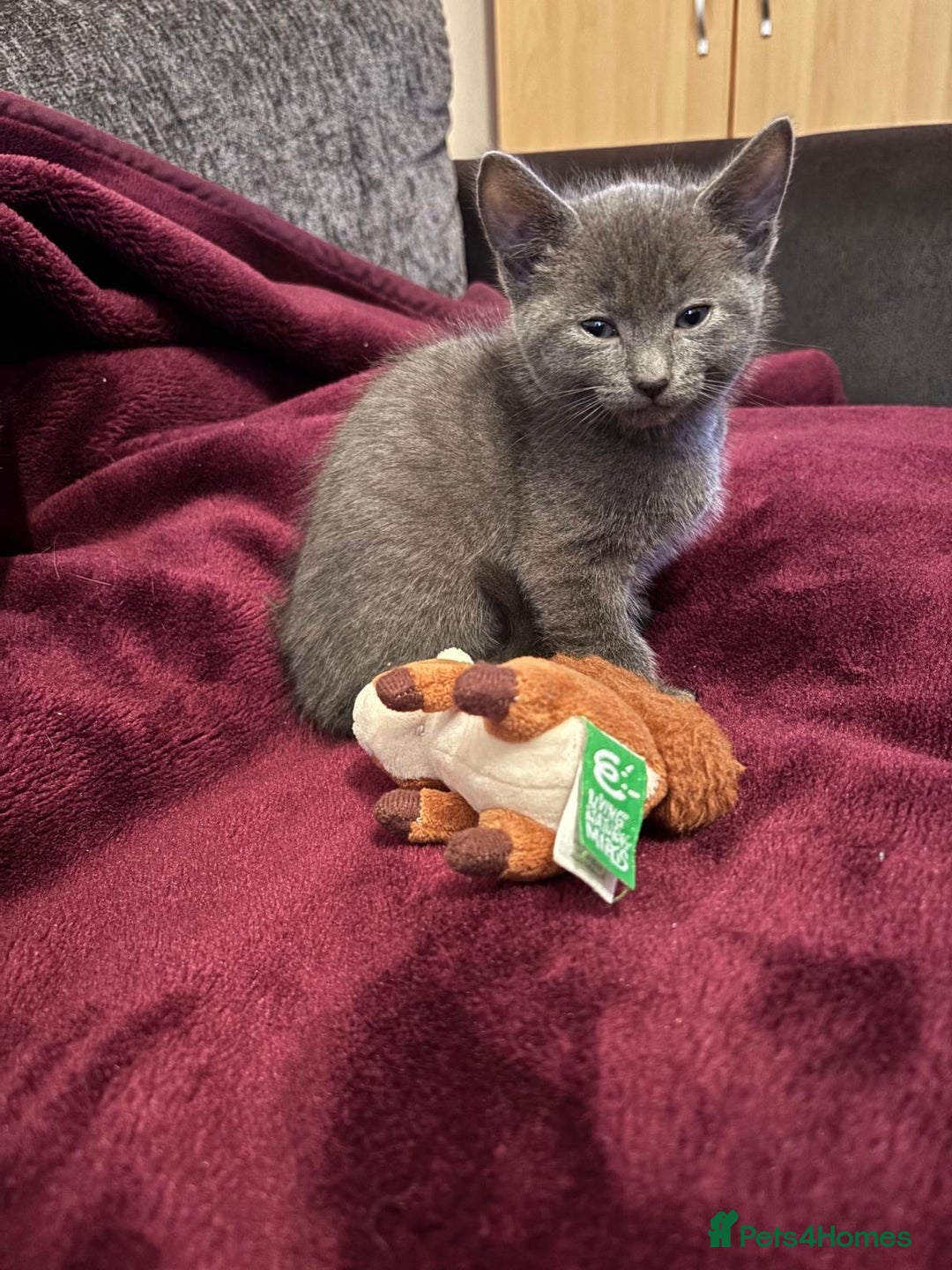 Mixed Breed cats for sale: 6 loving kittens looking for a new home. - Image 7
