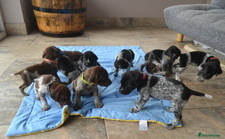 German Shorthaired Pointer dogs in Castle Douglas - Advert 1