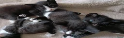 Mixed Breed cats for sale: Mixed breed kittens  in Bournemouth - Advert 6