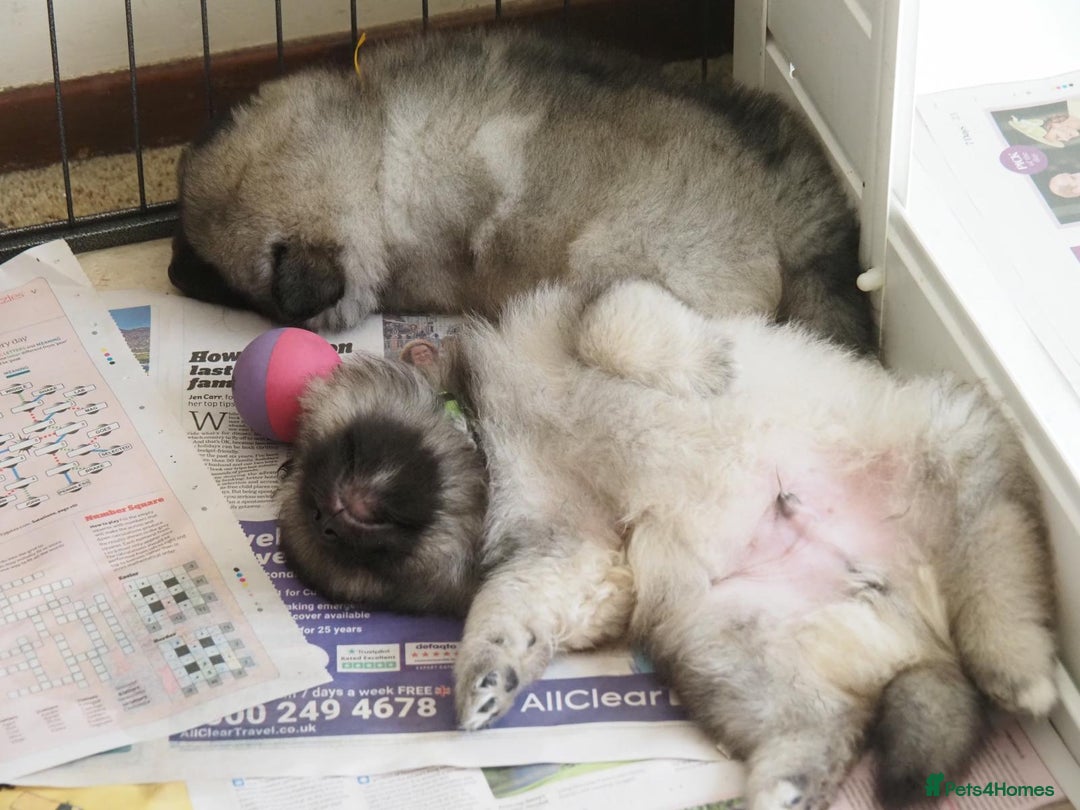 Keeshond dogs for sale: Keeshond Puppies available - Image 5