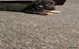 Mixed Breed dogs for sale: Border collie cross kelpie - Image 14