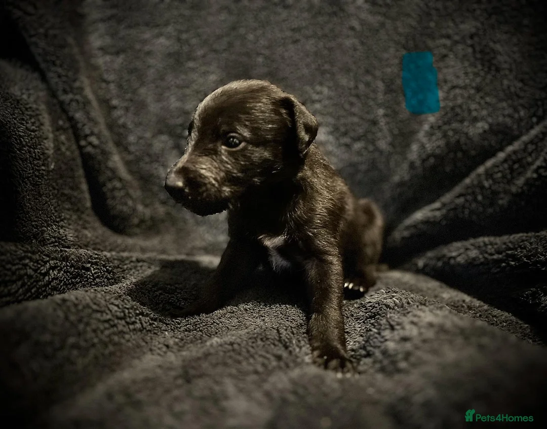 Bedlington Terrier dogs for sale: Pure Bedlington Whippet Puppies  - Advert 2