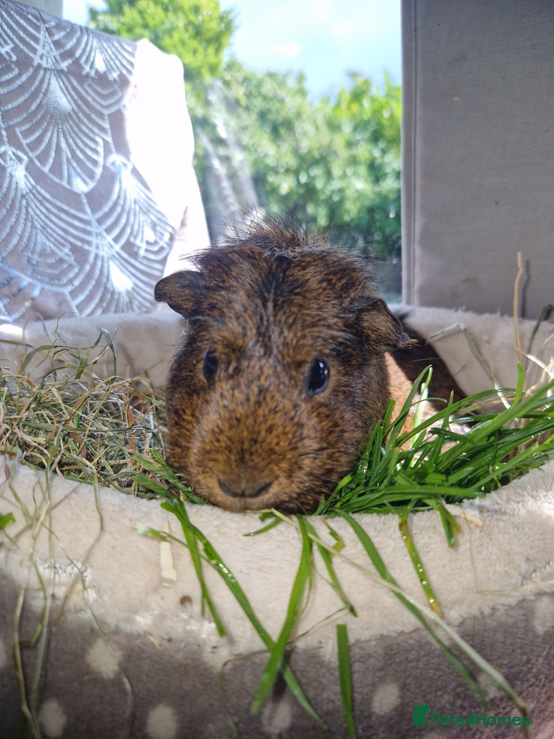 Guinea Pig rodents for sale: Beautiful ridgeback cross agouti breed  - Image 3