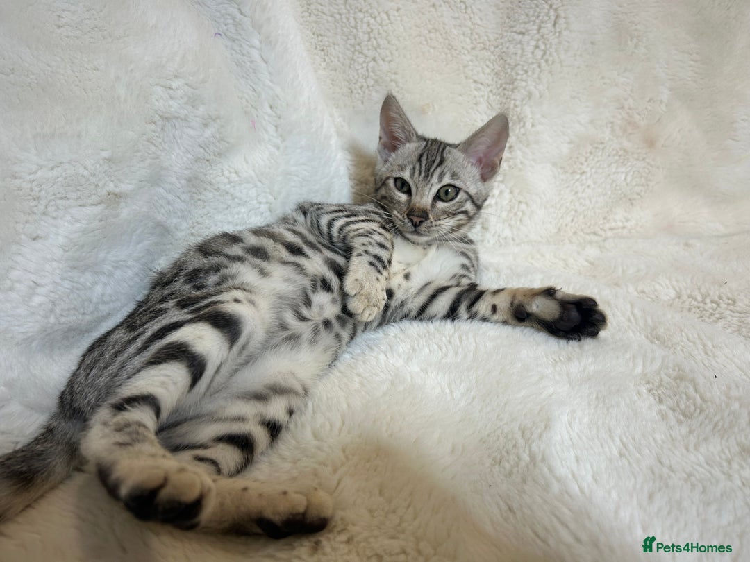 Bengal cats for sale: Bangal Kittens  - Image 17