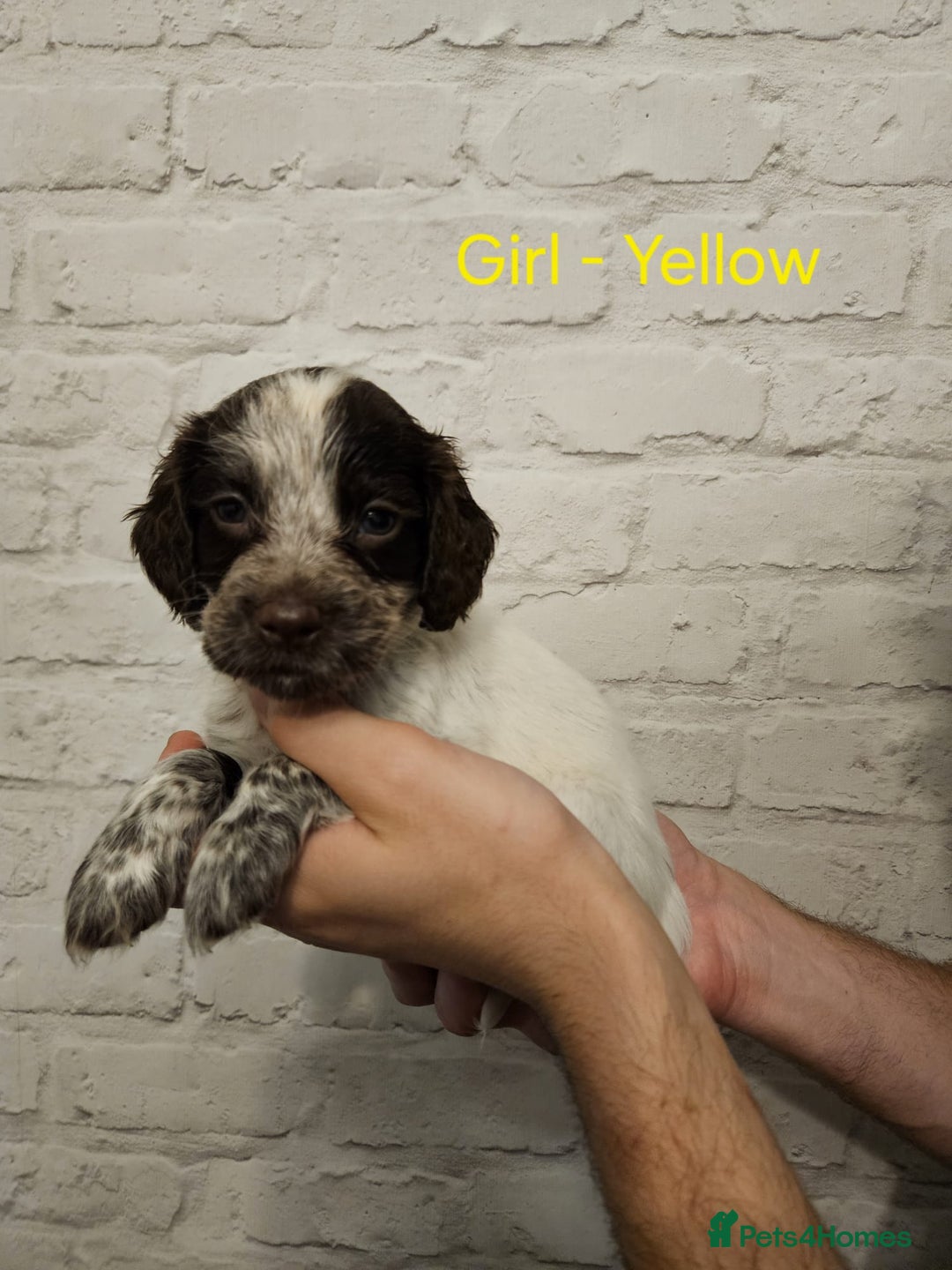 Cocker Spaniel dogs for sale: Cocker spaniels - Image 17