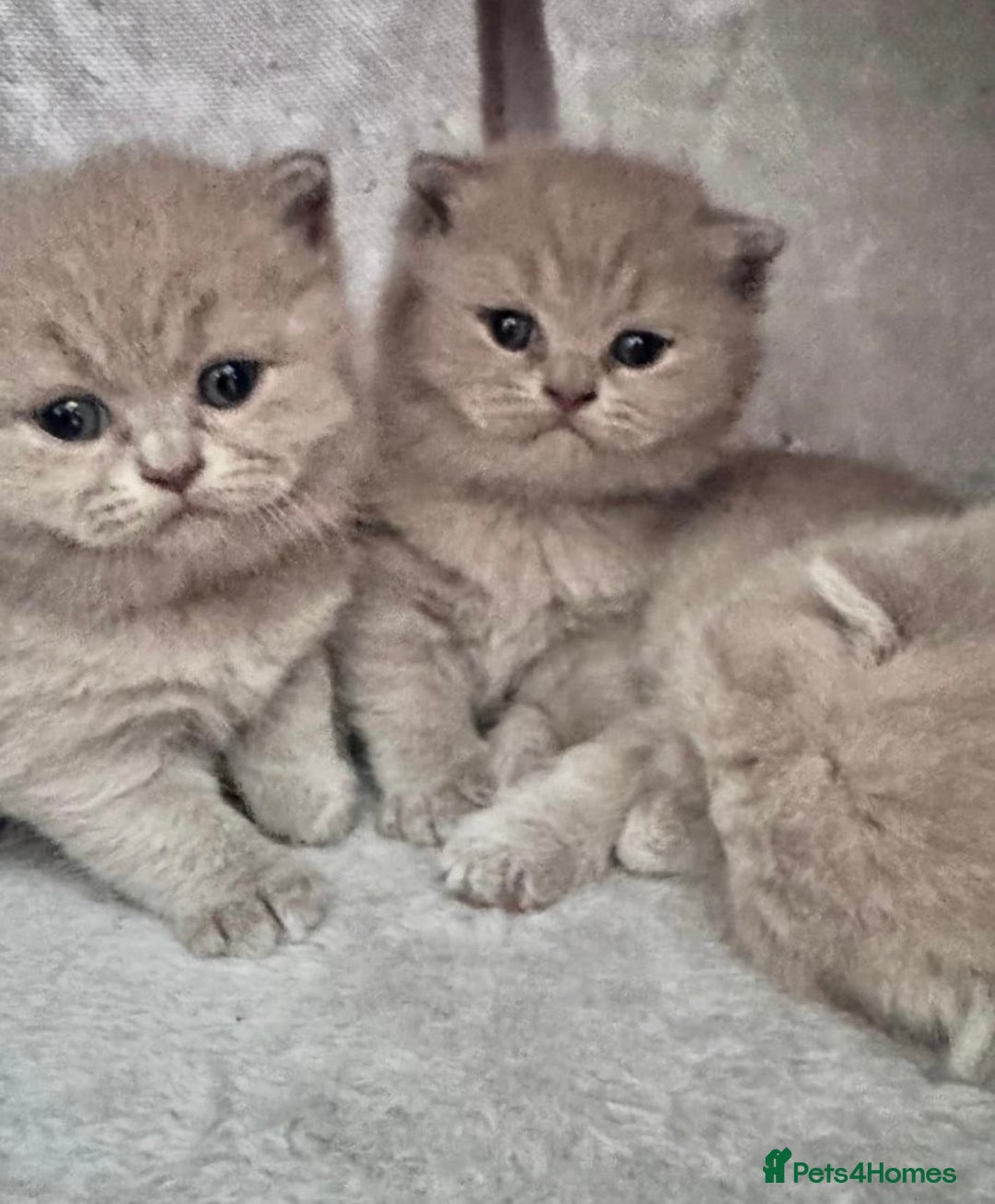 British Shorthair cats for stud: STUNNING GCCF REGISTERED PROVEN STUD - Advert 5