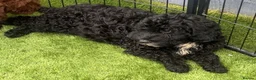 Sproodle dogs for sale: 2 GIRLS LEFT PRA CLEAR SPROODLES - Advert 3