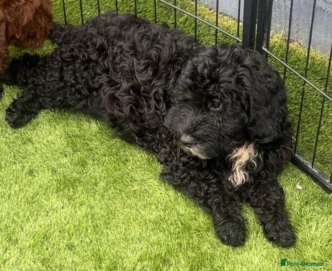 Sproodle dogs for sale: LAST 2 GIRLS PRA CLEAR SPROODLES - Advert 2
