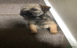 Border Terrier dogs for sale: TOP QUALITY BORDER bitch puppy - Image 2