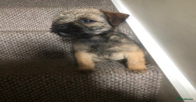 Border Terrier dogs - Advert 11