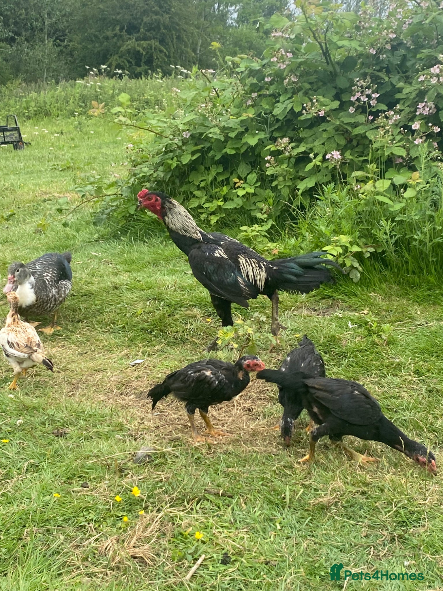 Chickens poultry 15 week old shamo chicks - Advert 2