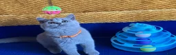 British Shorthair cats for sale: GCCF registered ChampionBloodline 5GENpedigree BSH - Advert 2