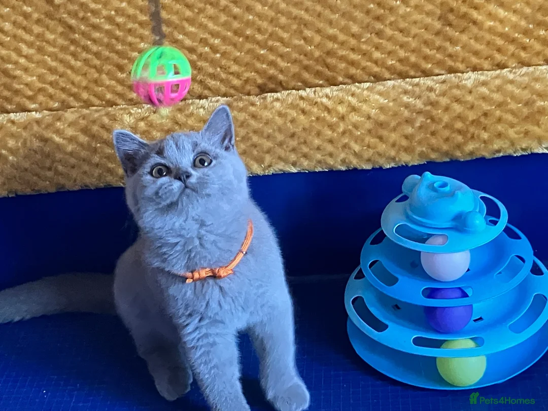British Shorthair cats for sale: GCCF registered ChampionBloodline 5GENpedigree BSH - Advert 2