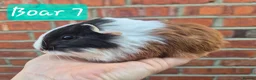 Guinea Pig rodents for sale: Ready to reserve  - Advert 7