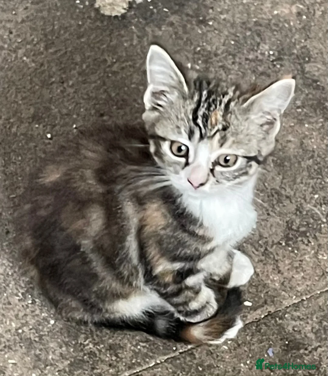 Mixed Breed cats for sale: Beautiful Persian Cross kittens in Honiton - Advert 6