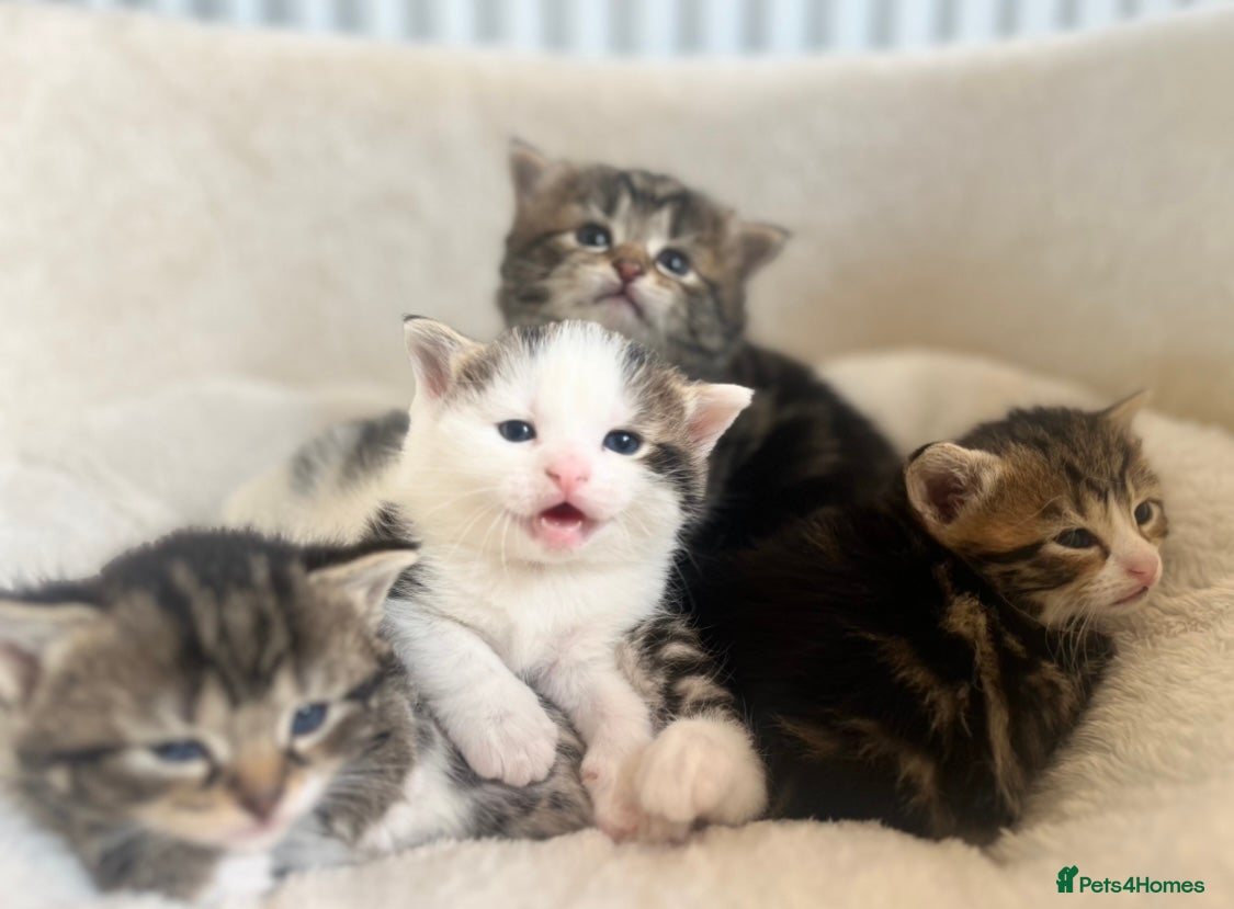 Mixed Breed cats 4 kittens looking for a loving home. - Advert 8