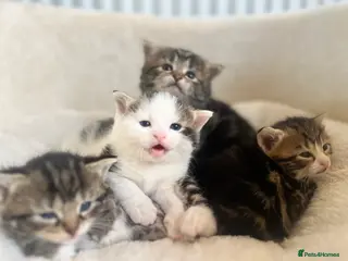 Mixed Breed cats 4 kittens looking for a loving home. - Advert 8